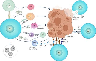 The capability of heterogeneous γδ T cells in cancer treatment